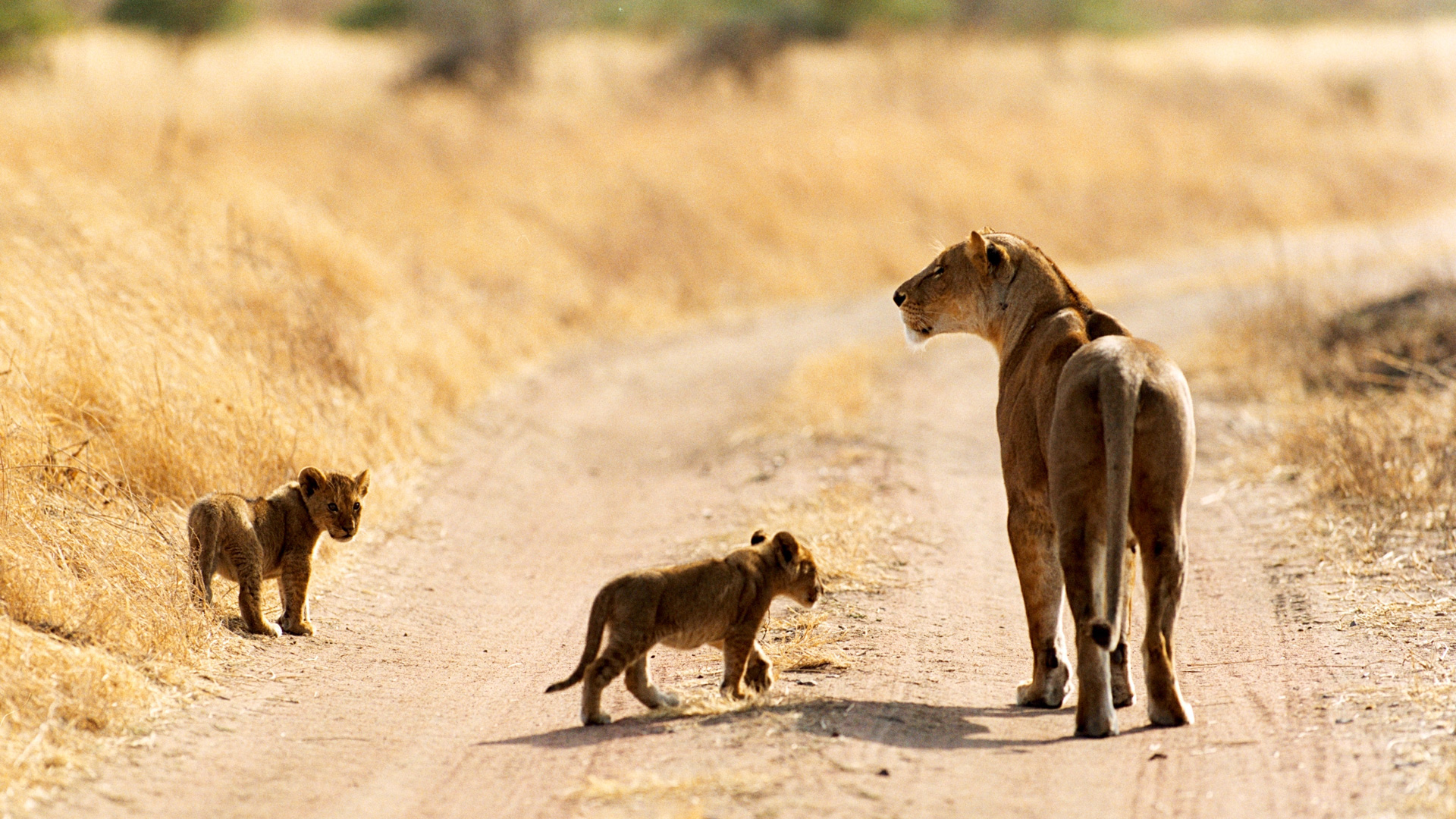 El dominio del mundo