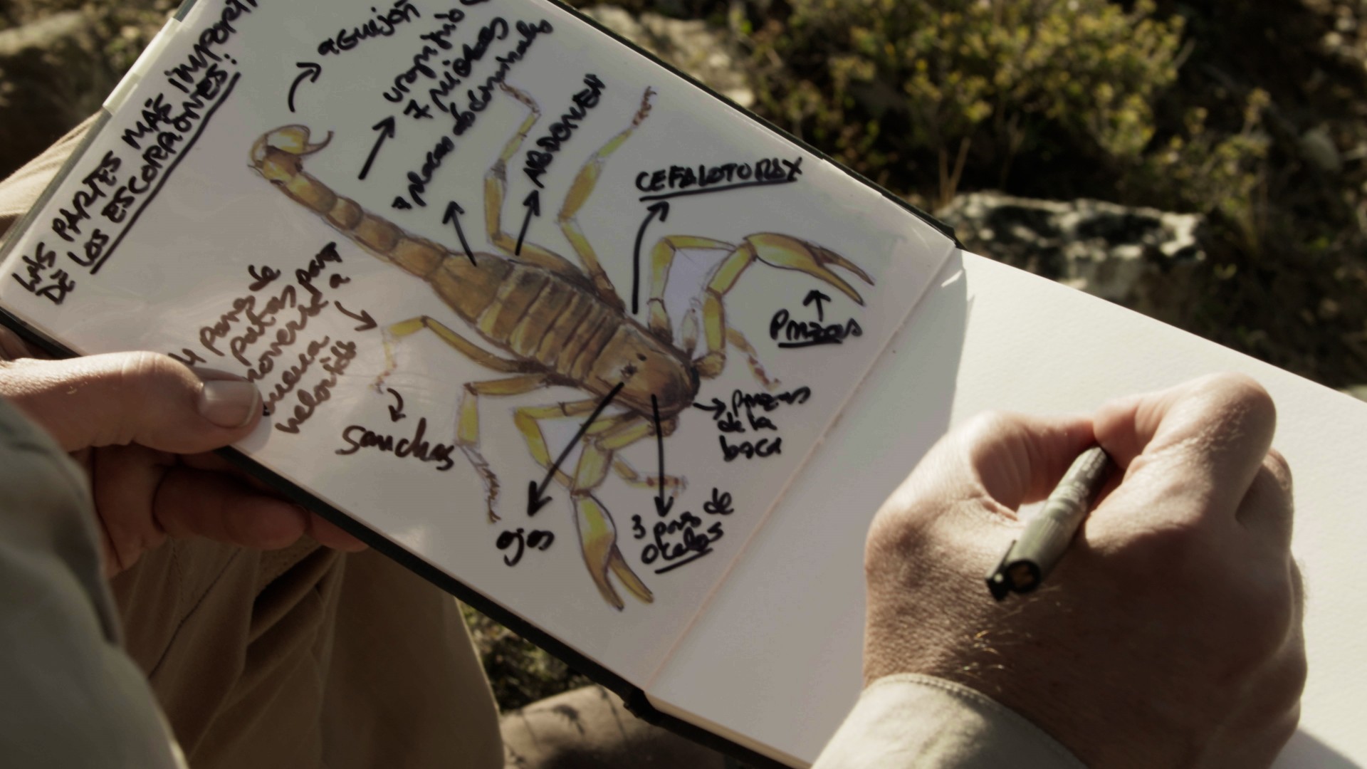 Manos presentador dibujando escorpiones en cuaderno de campo
