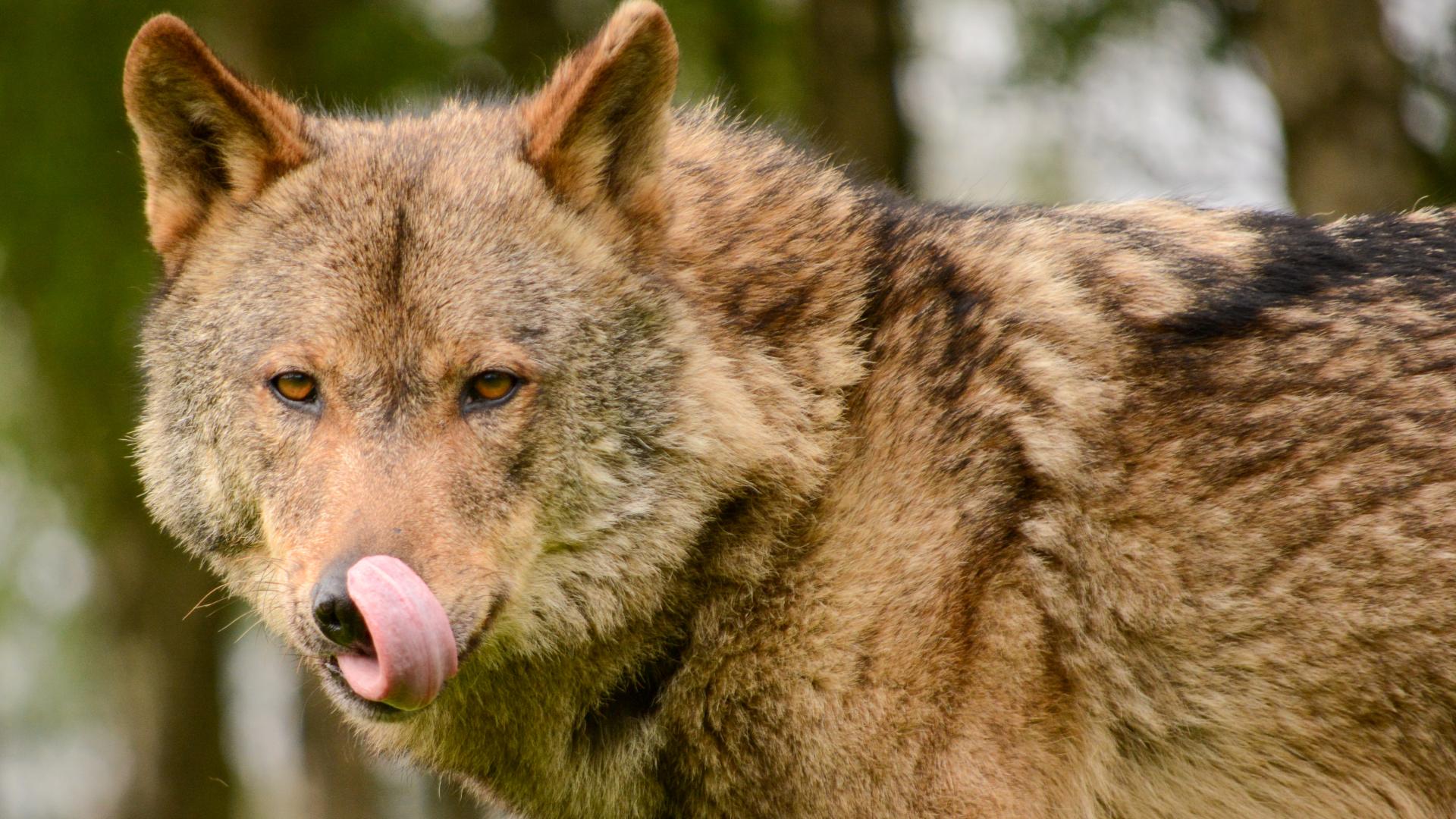 Pastando con lobos en la España vaciada