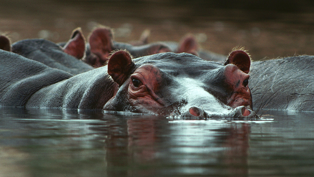 Grandes documentales: Hipopótamo contra cocodrilo | RTVE Play