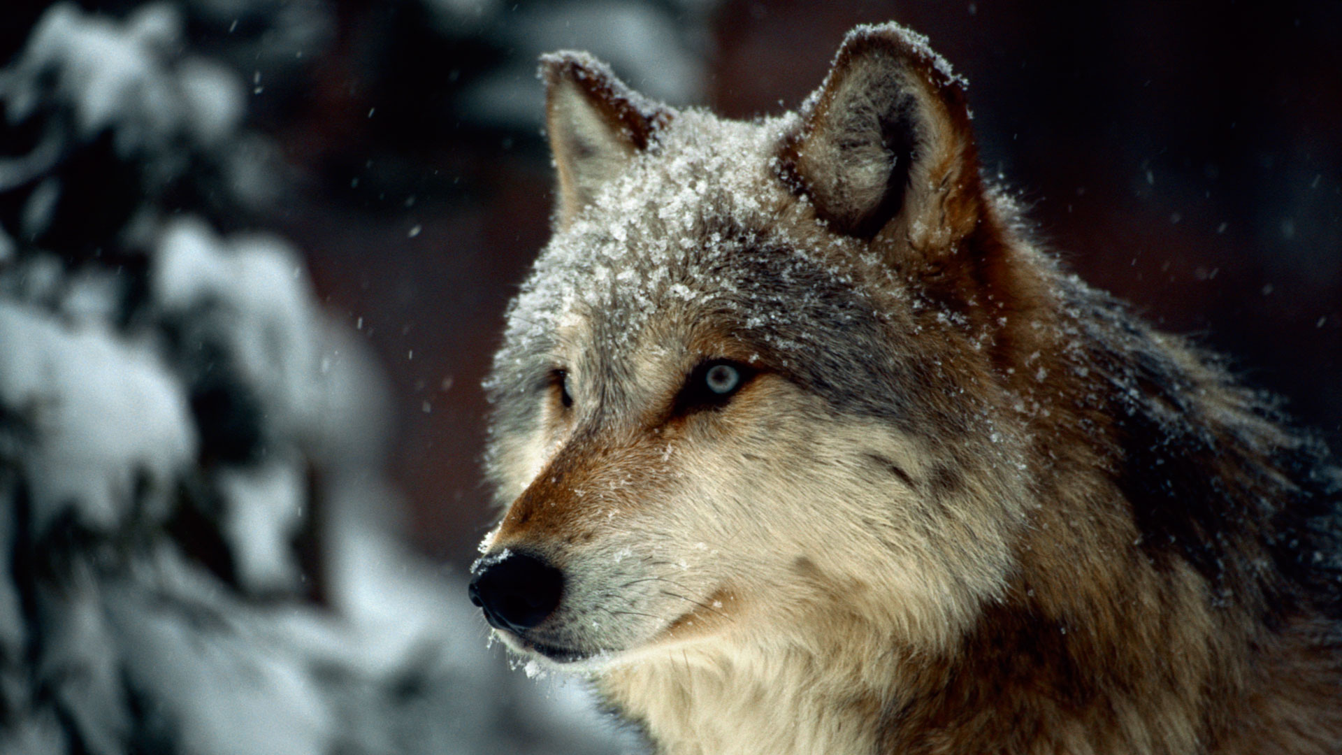 Grandes documentales - La loba de Yellowstone 
