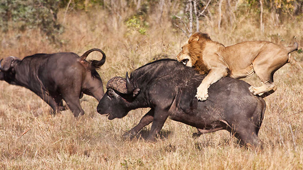 Viaje hacia el peligro: Búfalo contra león