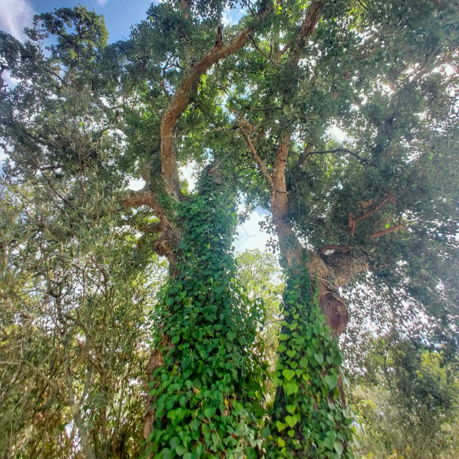 El bosque habitado