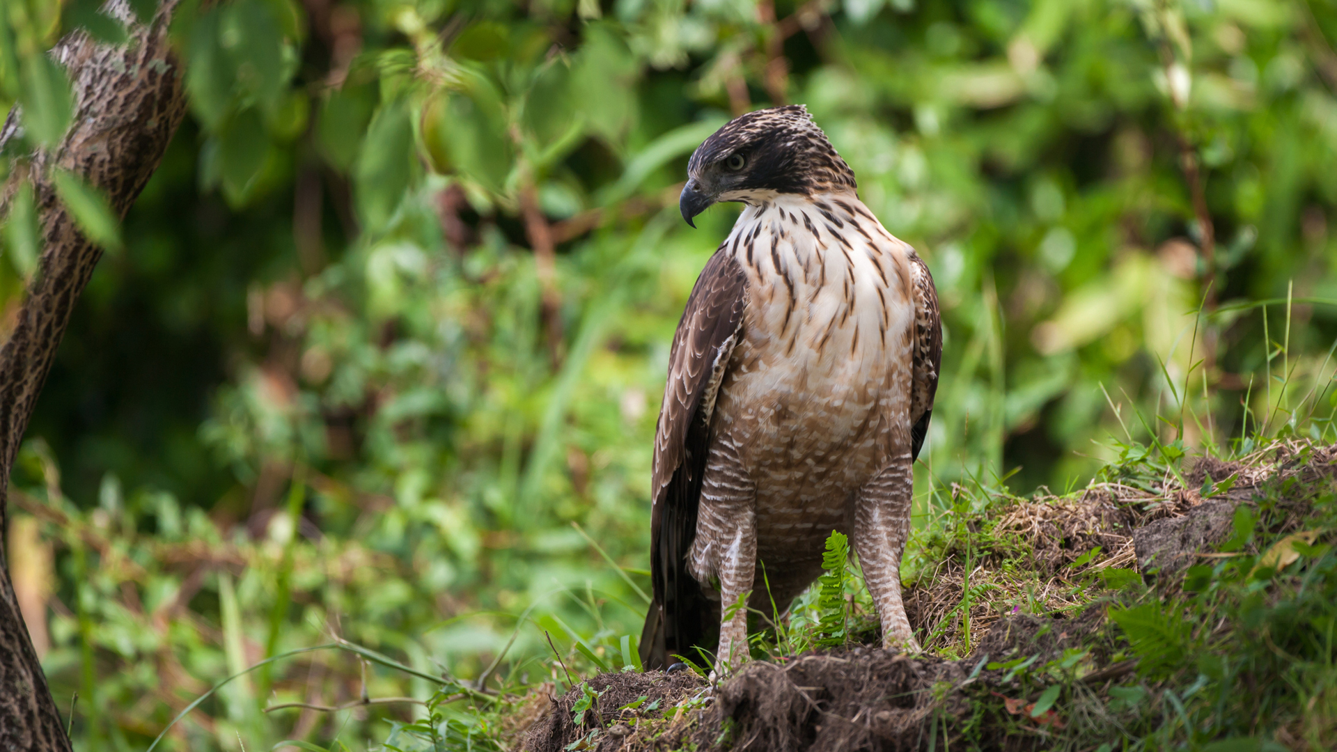 El hombre y la Tierra (Fauna ibérica) - El águila perdicera I 