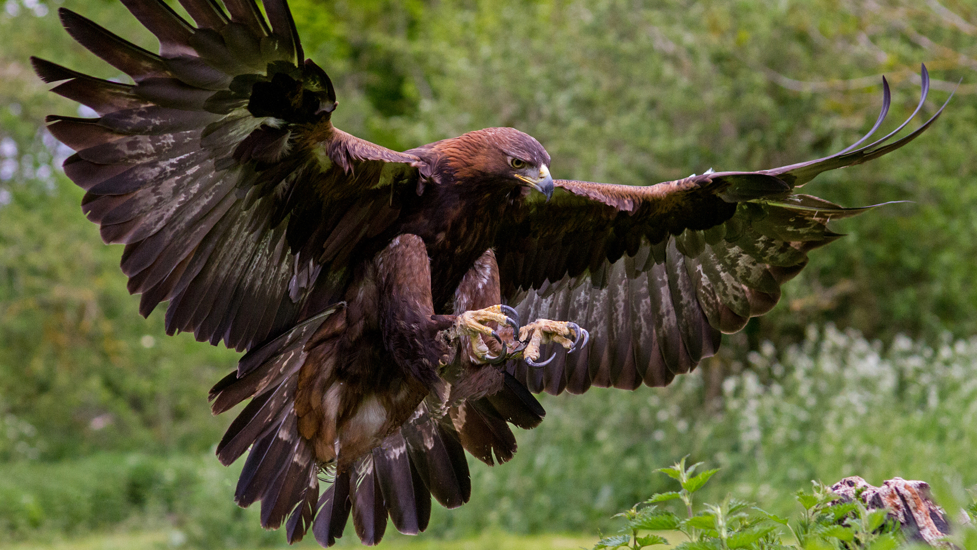 El hombre y la Tierra (Fauna ibérica) - El águila real I 