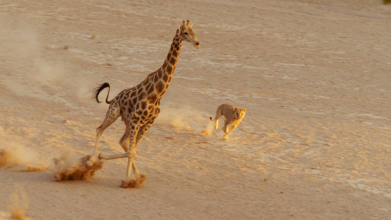 La 2 estrena la 2ª temporada de 'Planeta Tierra', serie documental sobre la  vida animal en hábitats extremos 