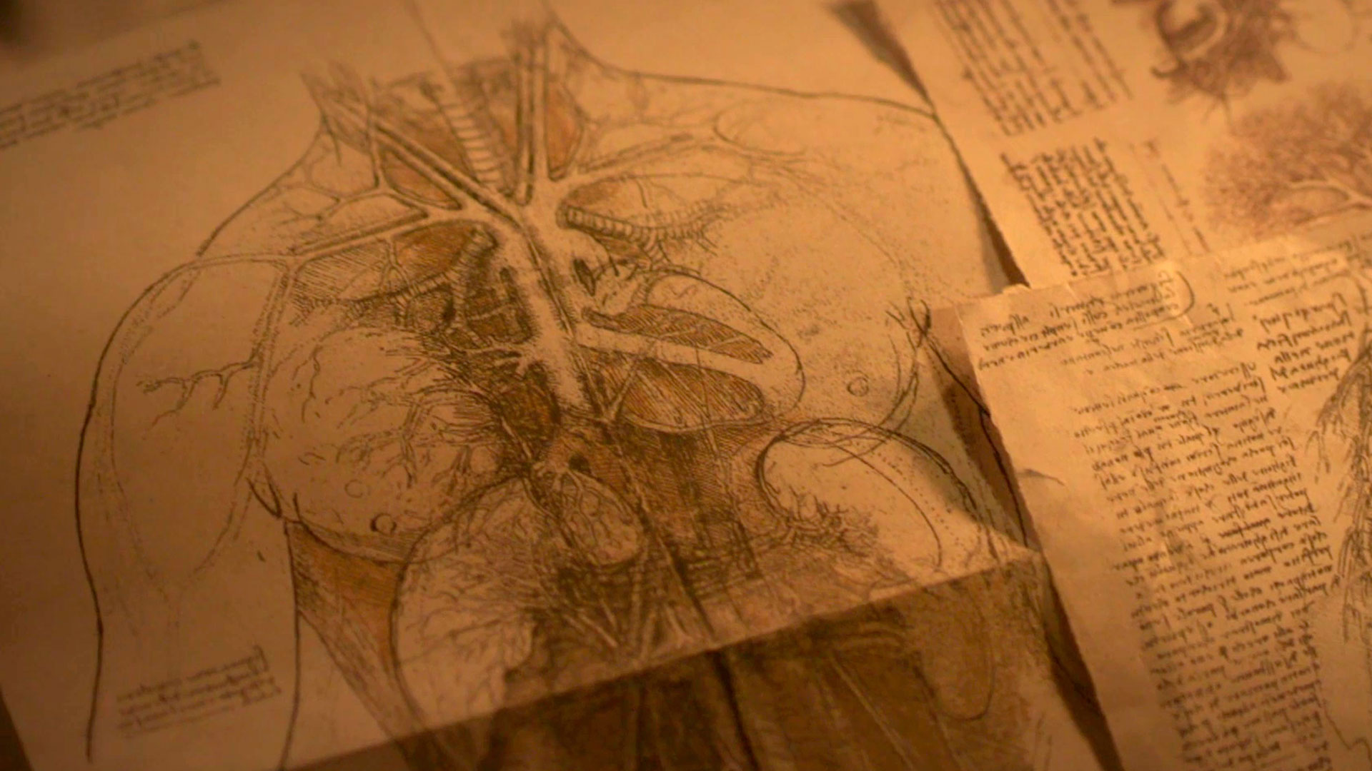 Leonardo da Vinci estudia el cuerpo humano