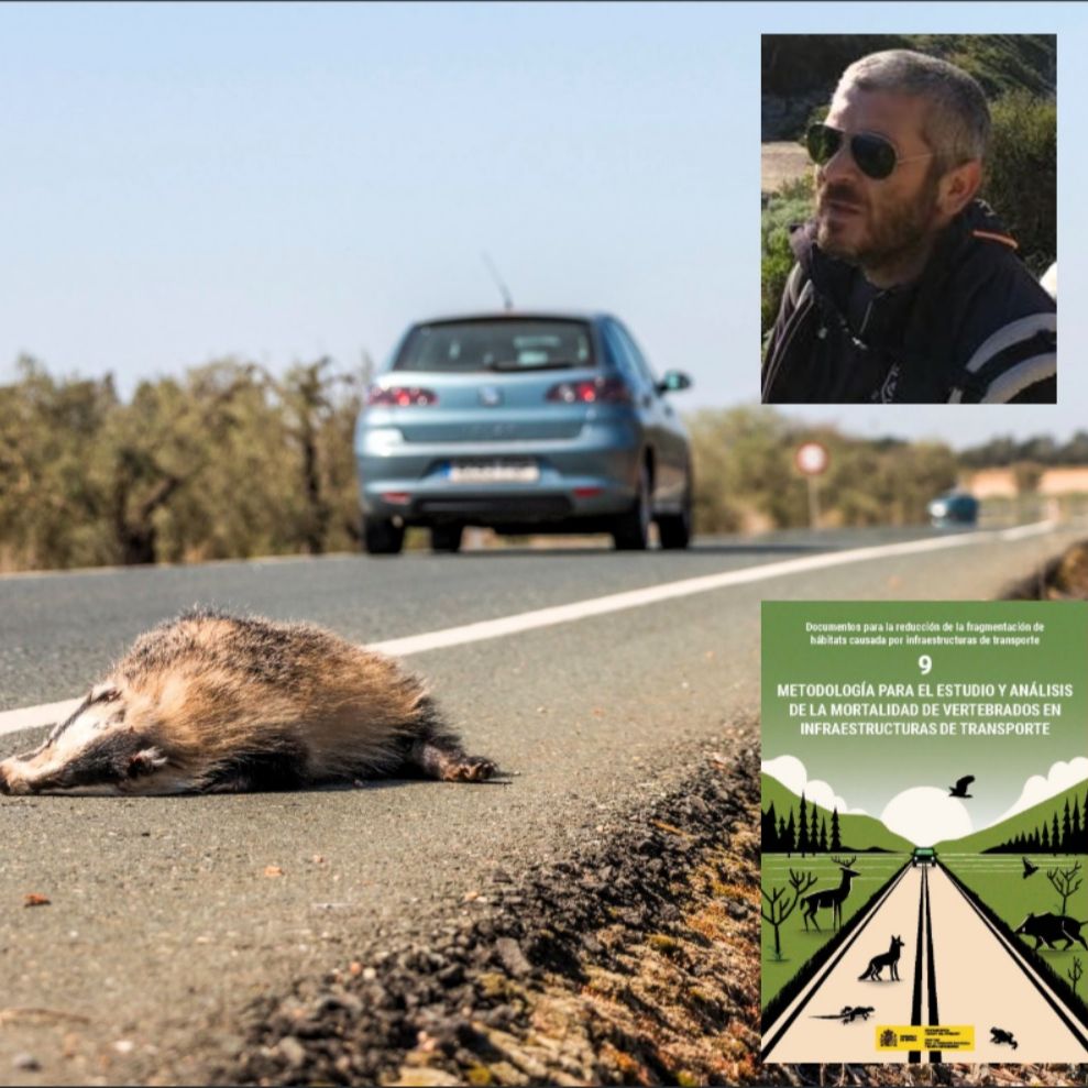 Más cerca - Hasta 55 millones de animales vertebrados mueren atropellados cada año en las carreteras españolas - 19/03/25