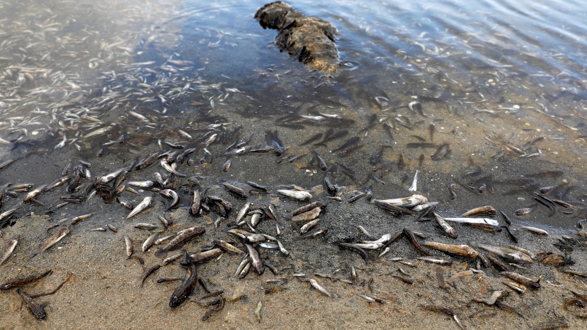 Actualizar 95+ imagen cuantos peces mueren al dia por la contaminacion
