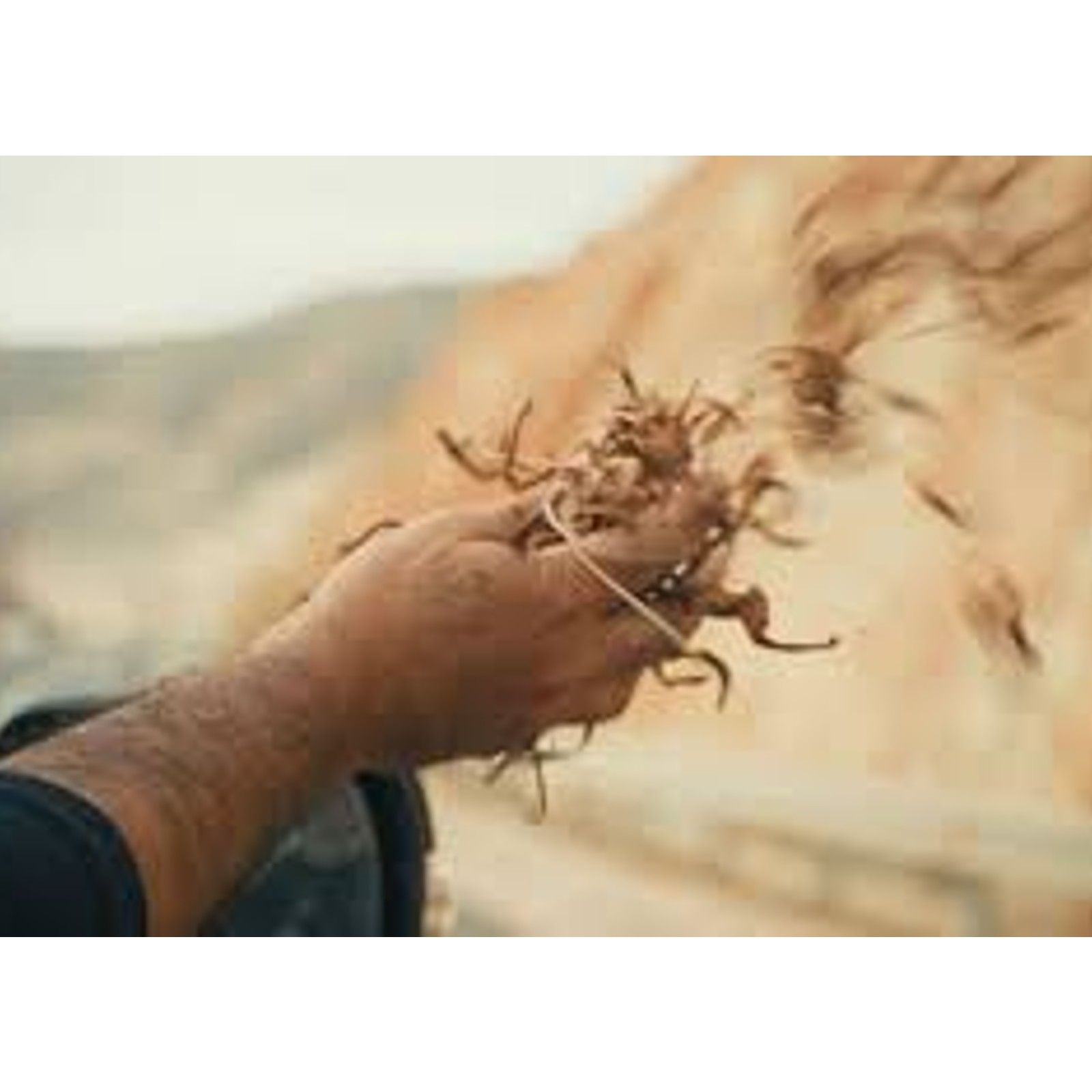 Mediterráneo - Sintrópica. Cultivar como un bosque - 06/10/24