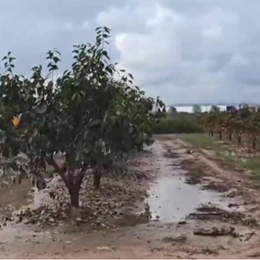 Mundo rural - Ayudas a los agricultores afectados por la dana - 13/08/25
