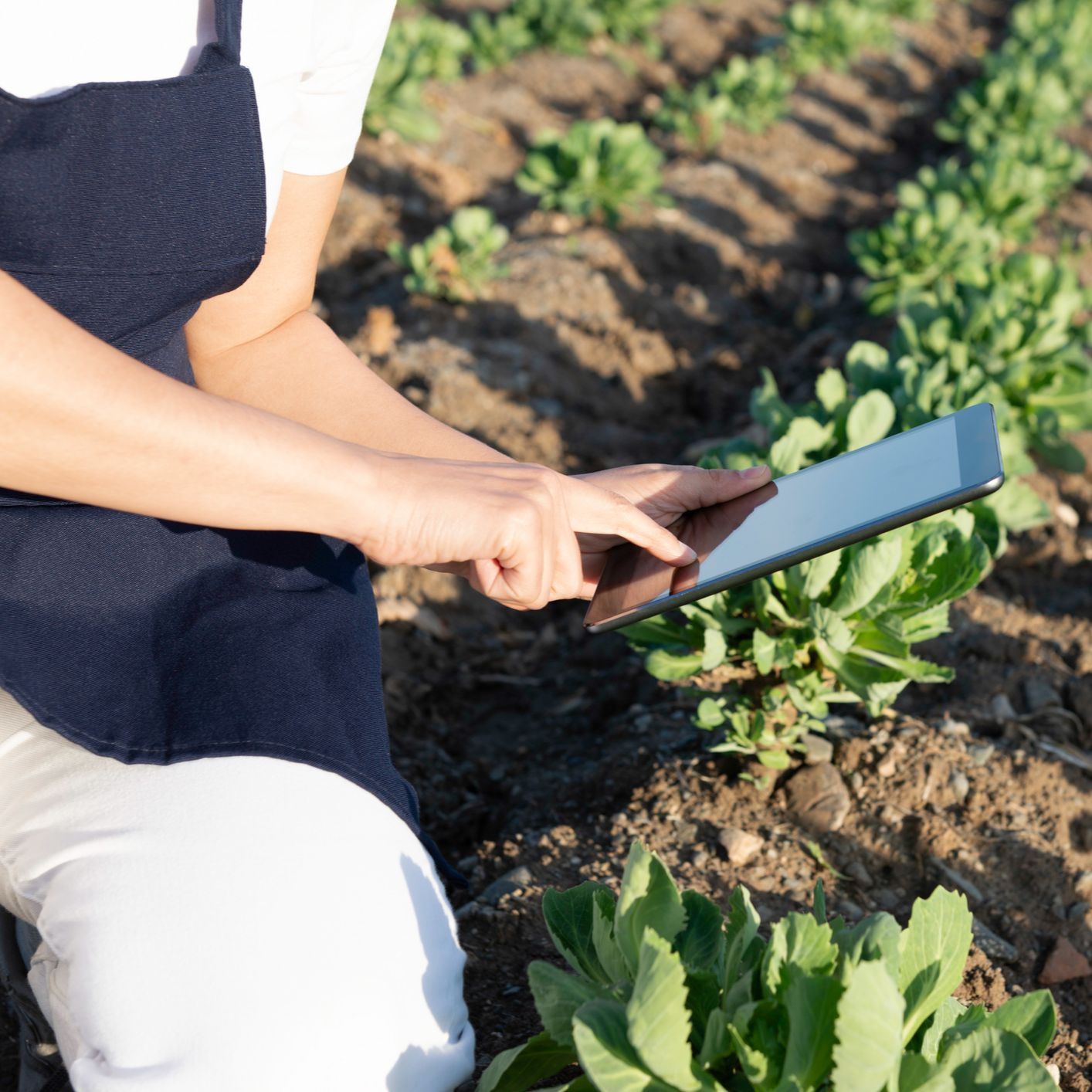 Mundo rural - Informes hortofrutícolas disponibles en la página web del FEGA - 21/07/25