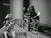 Imagen noticiero del 24-05-1971