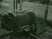 Imagen noticiero del 05-05-1947