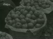 Imagen noticiero del 31-01-1949