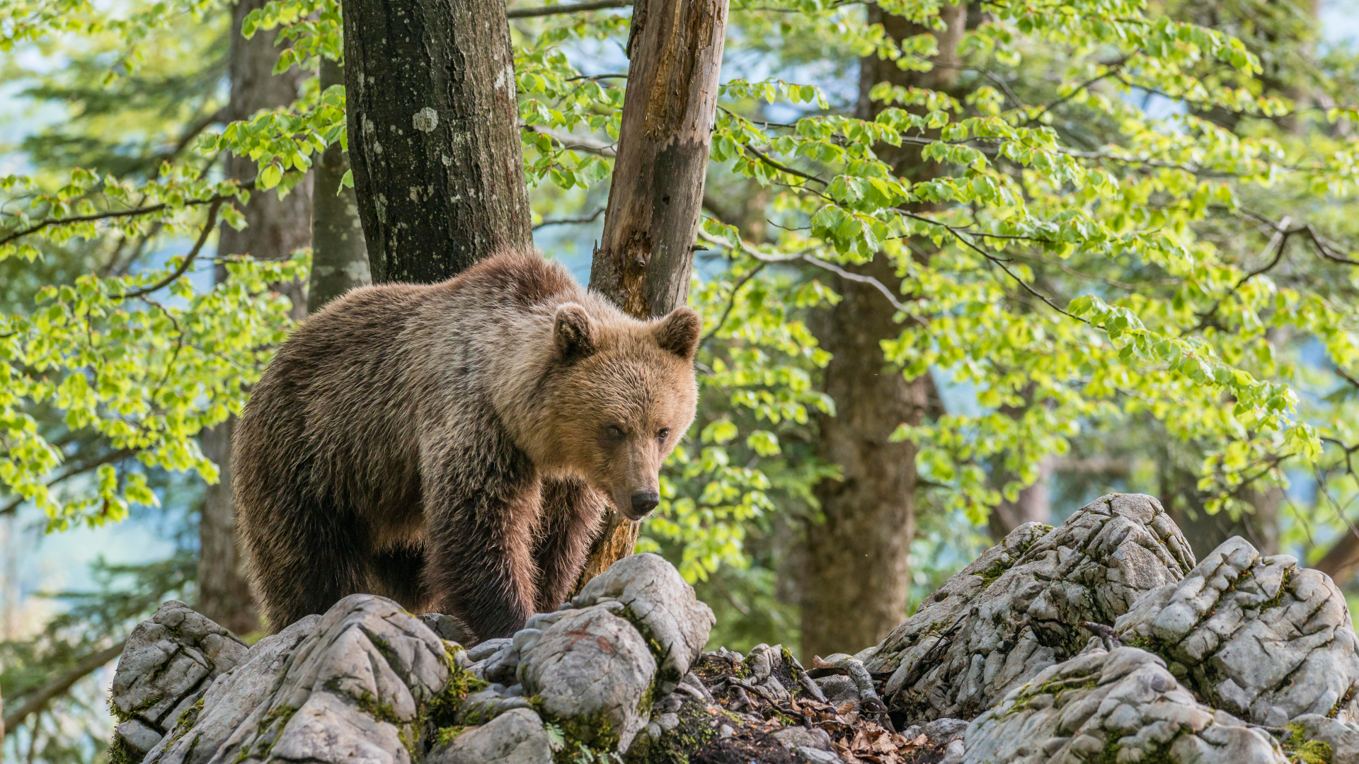 La giustizia italiana ferma il massacro di un orso al nord