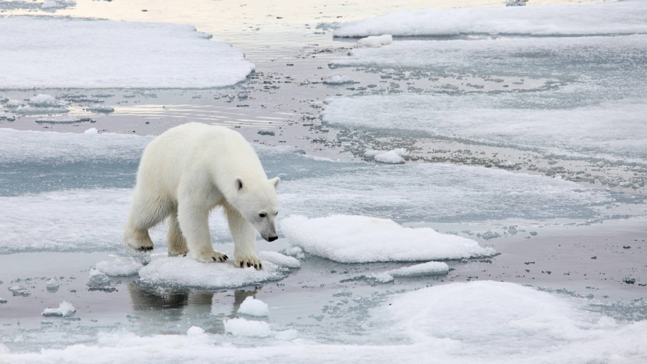 Los polares del Ártico se enfrentan a temporadas más cortas de hielo marino - RTVE.es
