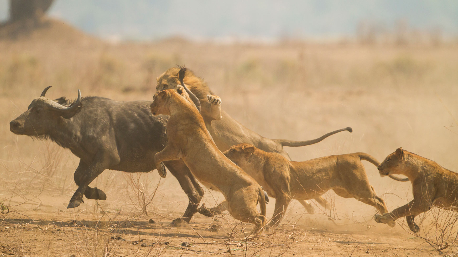 Dinastías: Leones