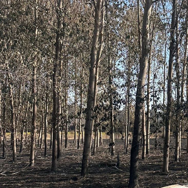 Reportajes Emisoras - Palencia - Evacuados incendios - 20/08/25