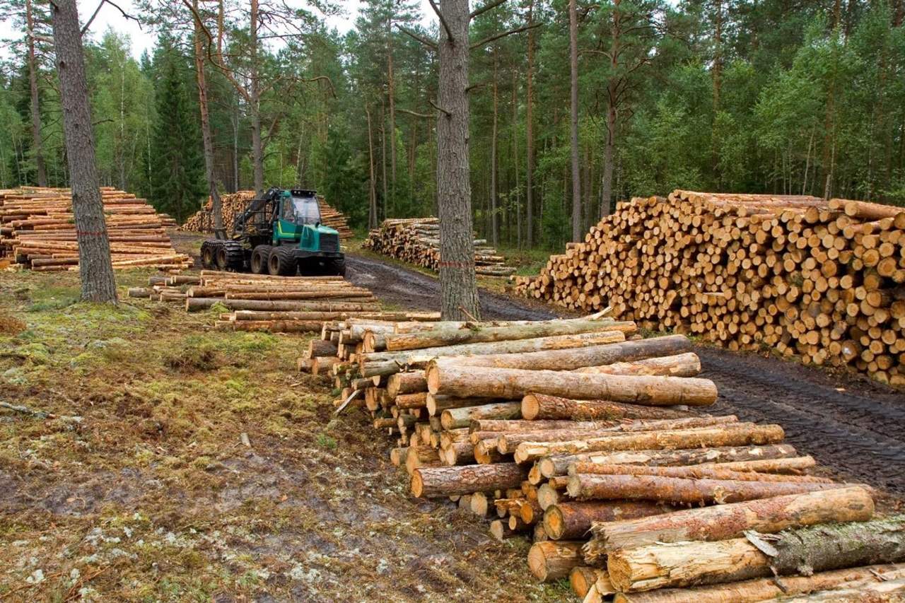 Contra el tráfico ilegal de madera