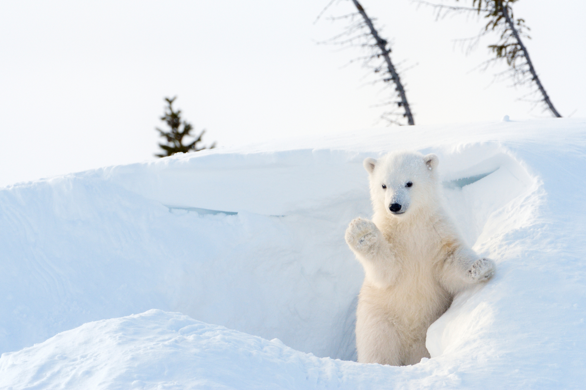 Hervir Restricciones híbrido A qué peligros se enfrenta el oso polar?