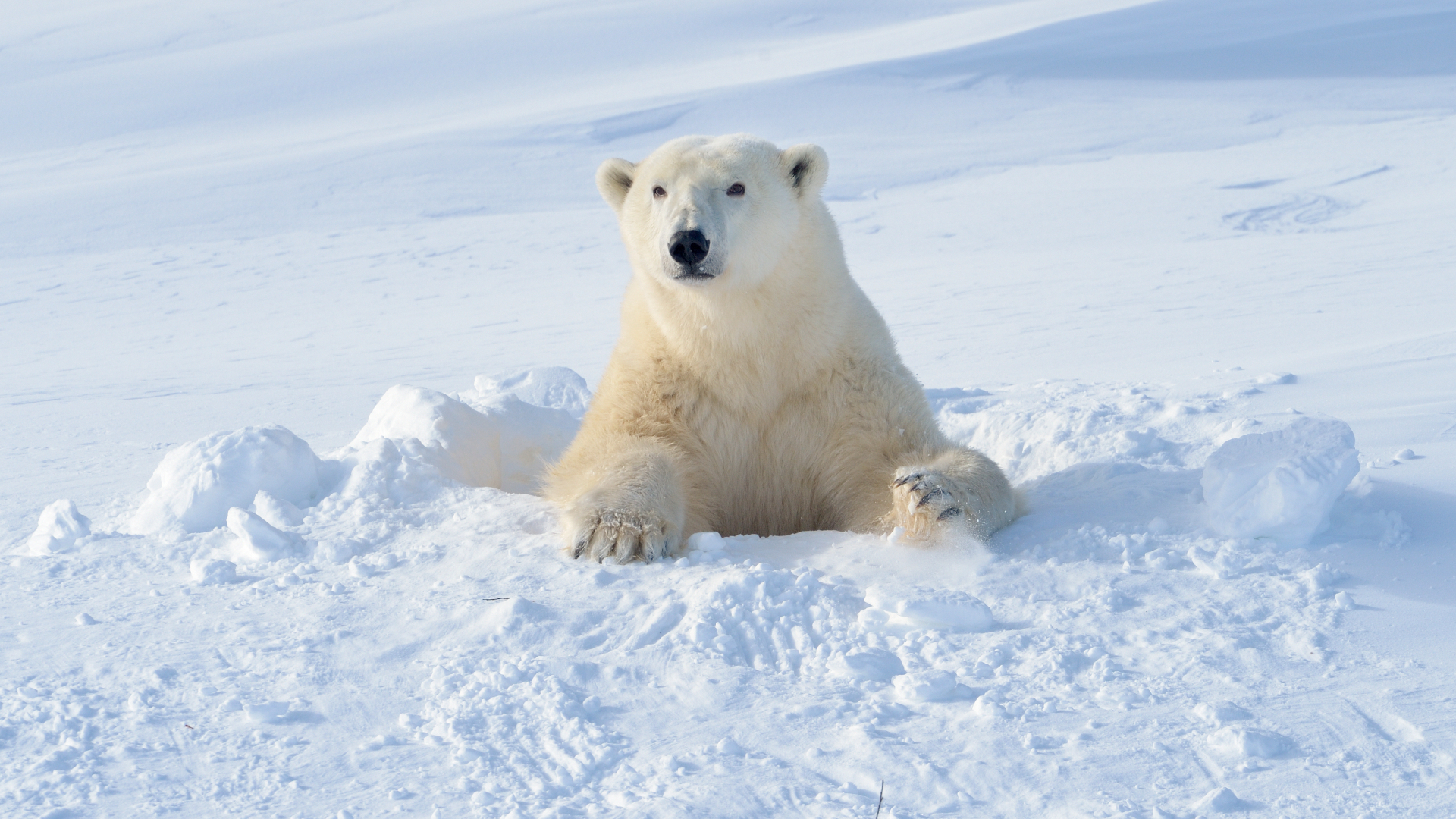 A peligros enfrenta oso polar?