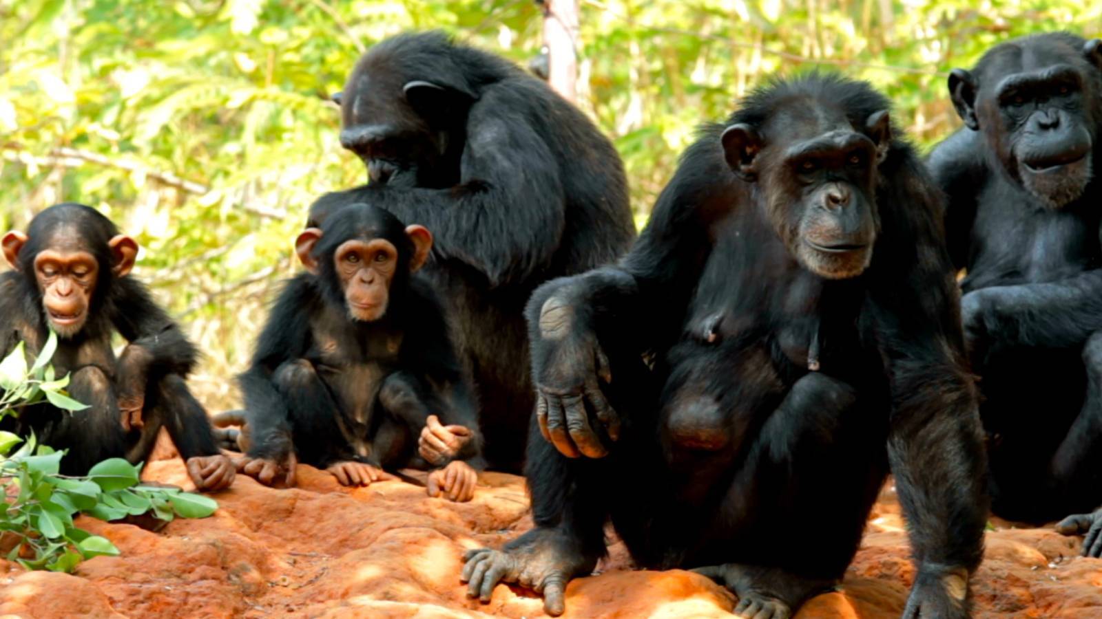 Primates and Sign Language: An Exploration of Non-Human Communication Abilities