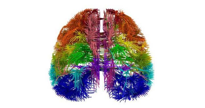 el cerebro humano psicologia el cerebro humano psicologia