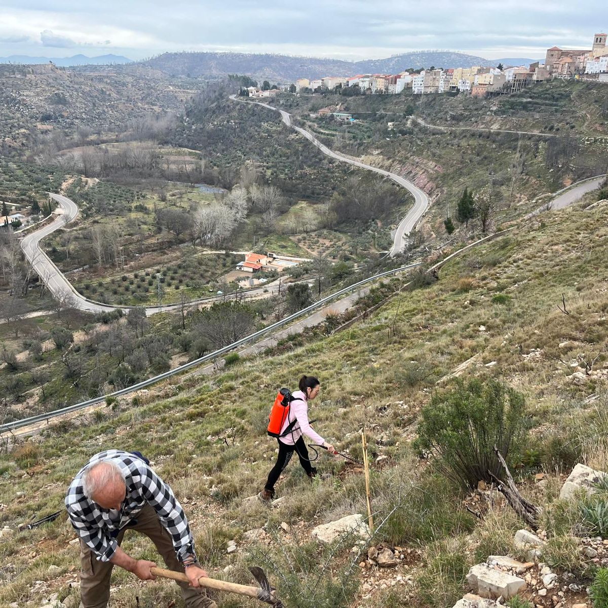 Reportajes Emisoras – Castellón – Reforestación del bosque tras el incendio de Bejís – 04/06/25