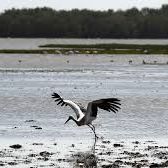 Reportajes Emisoras – Huelva – Doñana, 30 años como Patrimonio Mundial de la Humanidad – 07/01/25