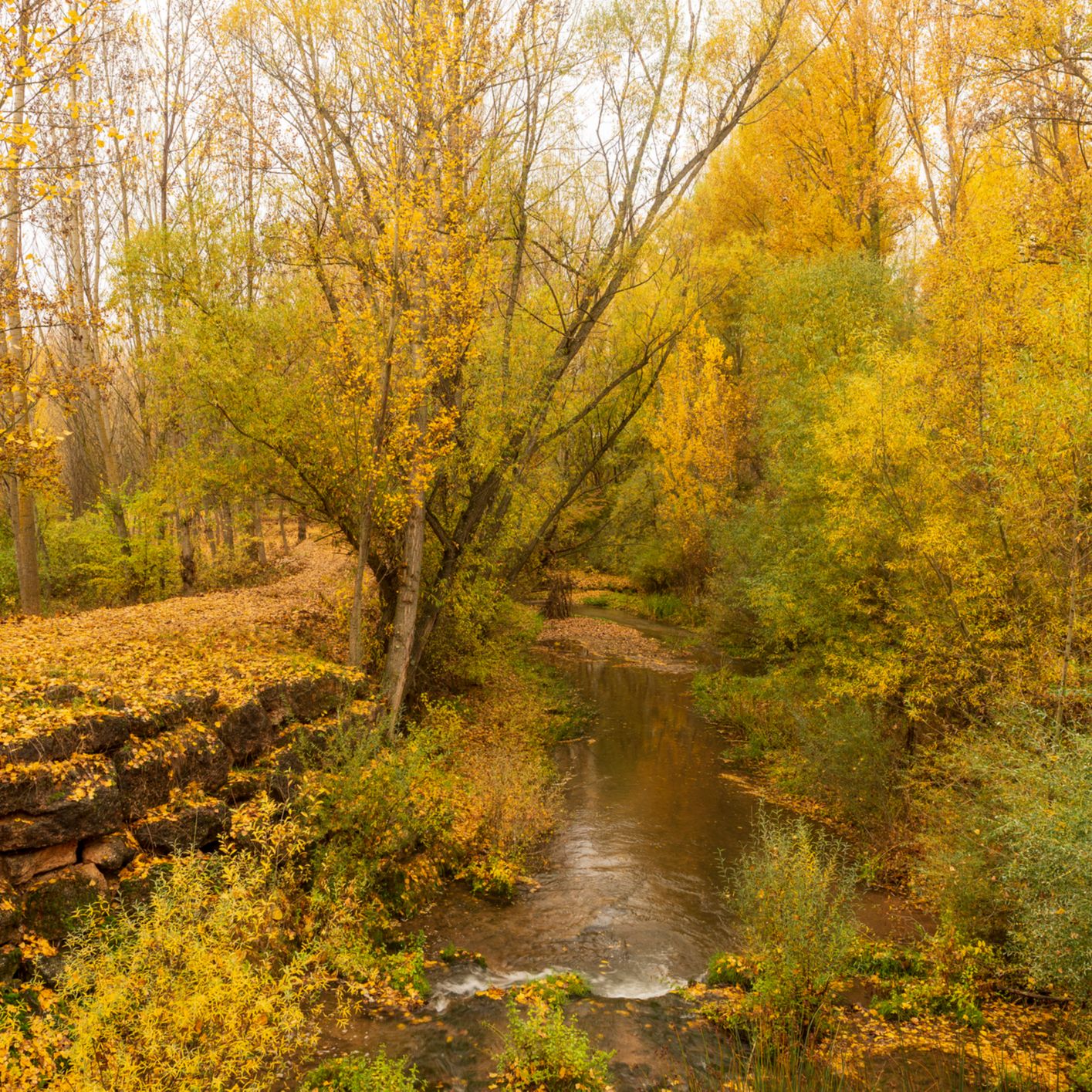 Reportajes Emisoras – Soria – LIFE Soria Forest Adapt – 08/11/24