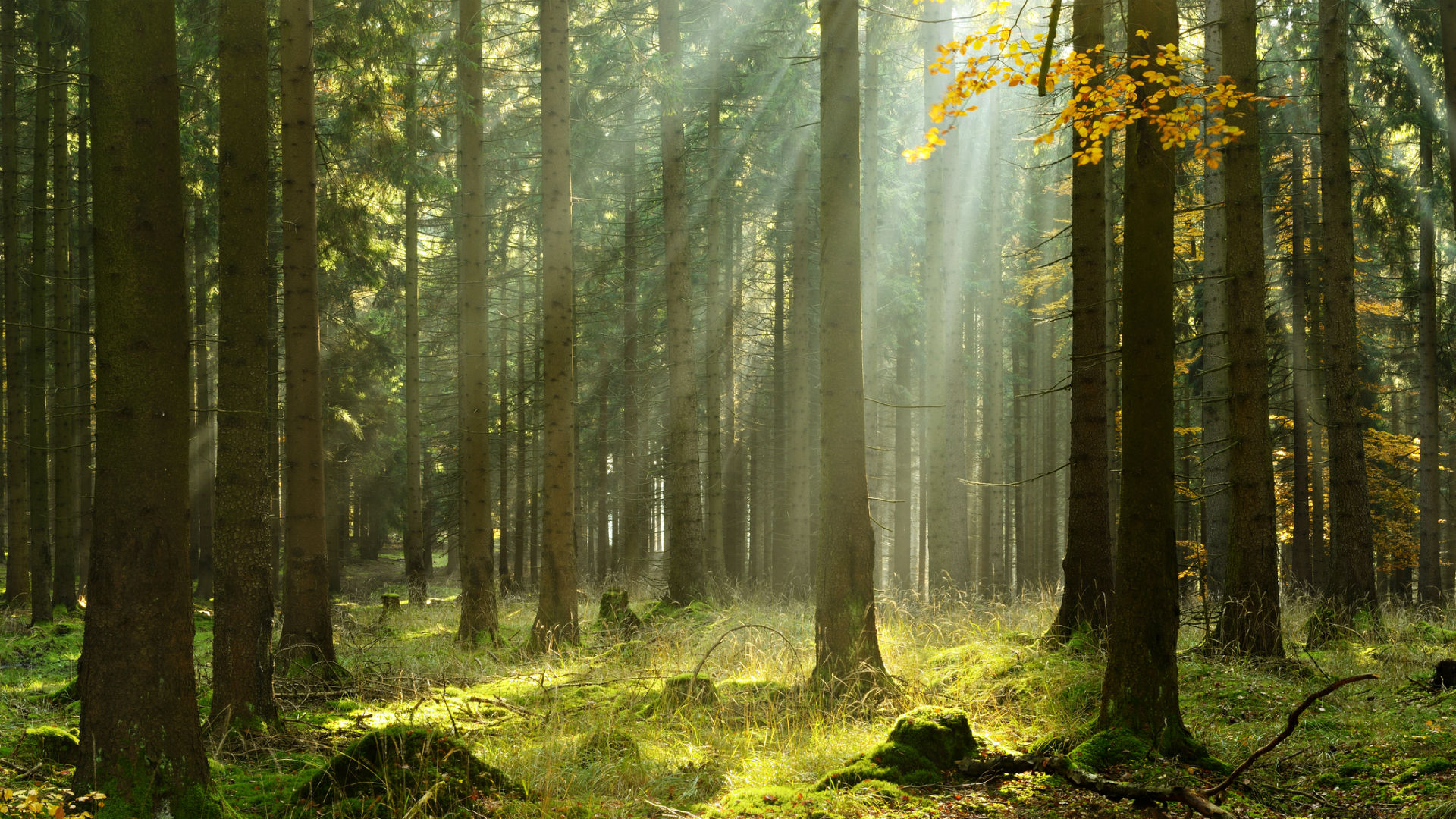 Libros sobre bosques y plantas olvidadas | RTVE.es