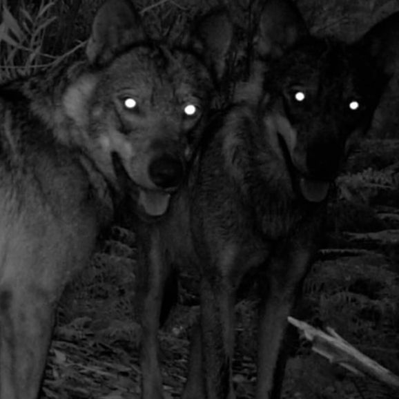 Reserva natural - Campaña y cine por el lobo - 20/02/2025