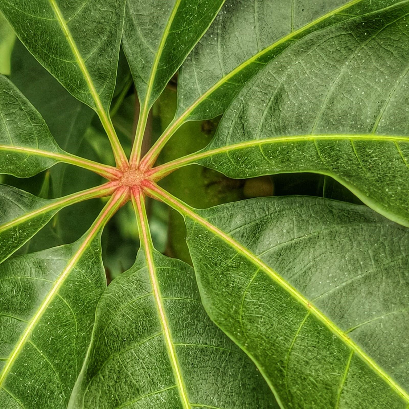 El bosque habitado