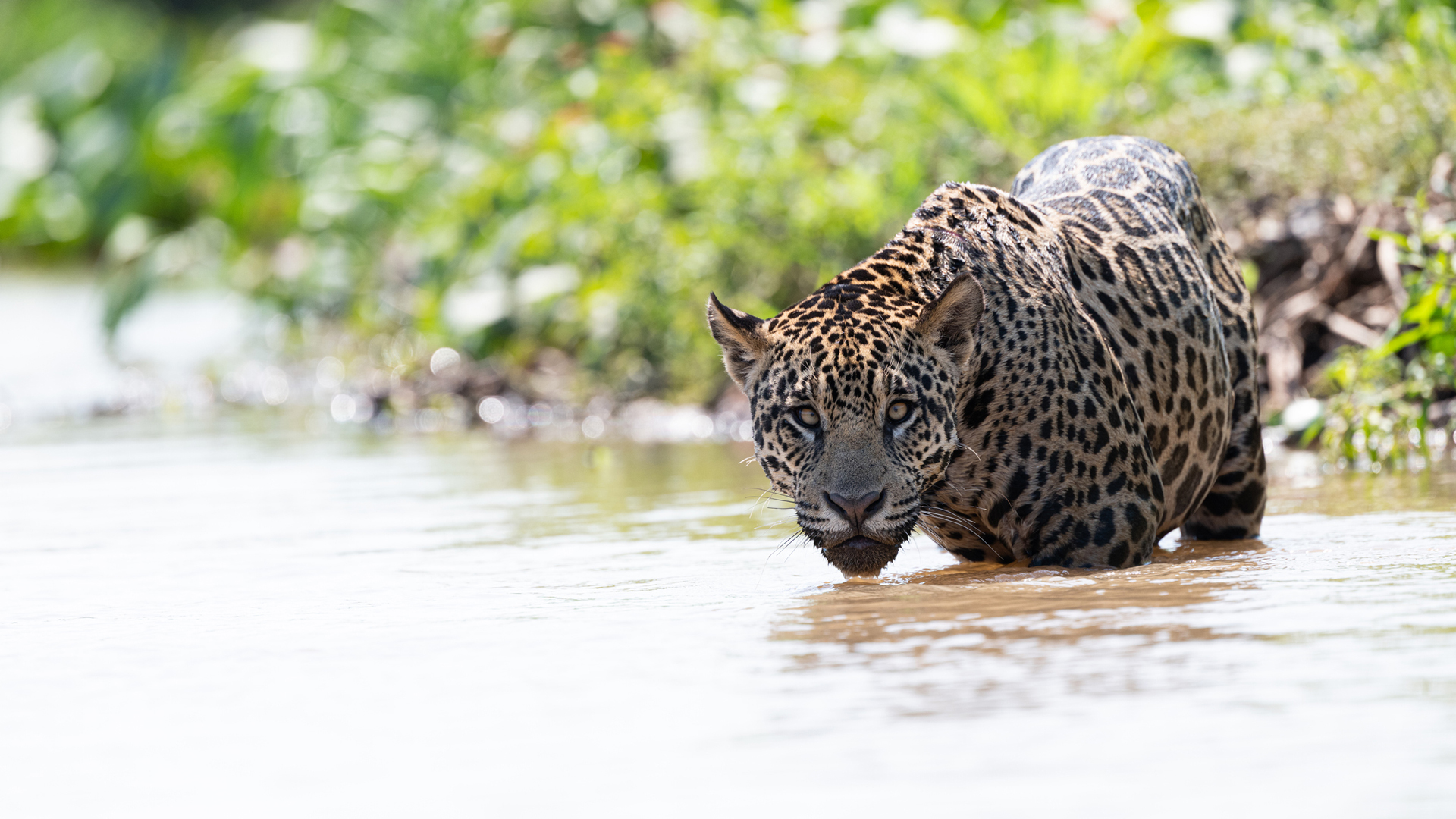 Somos documentales - Jaguar contra cocodrilo - Documental en RTVE