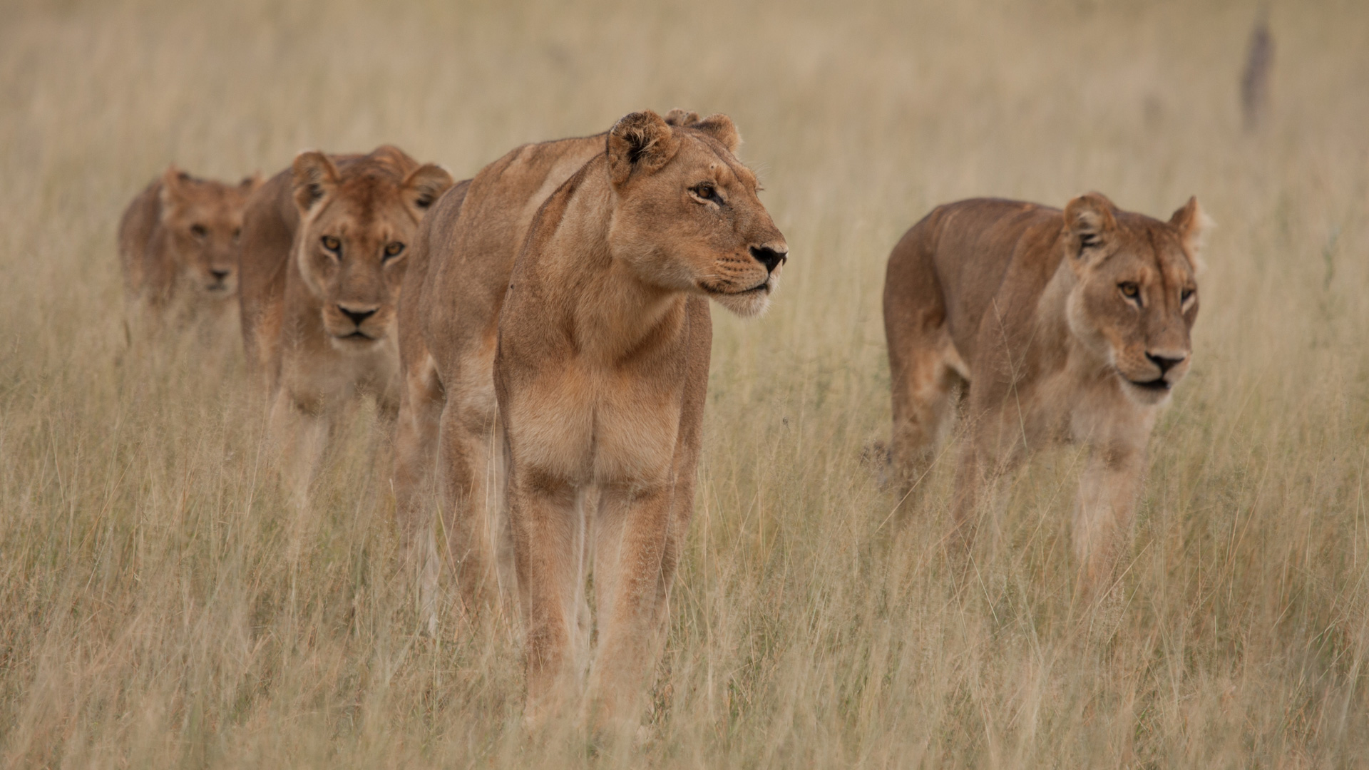 Somos documentales - Leones: la lucha por la supervivencia - Documental en  RTVE