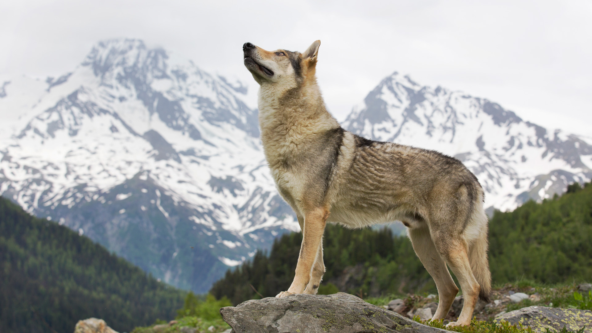 La Loba De Las Nieves