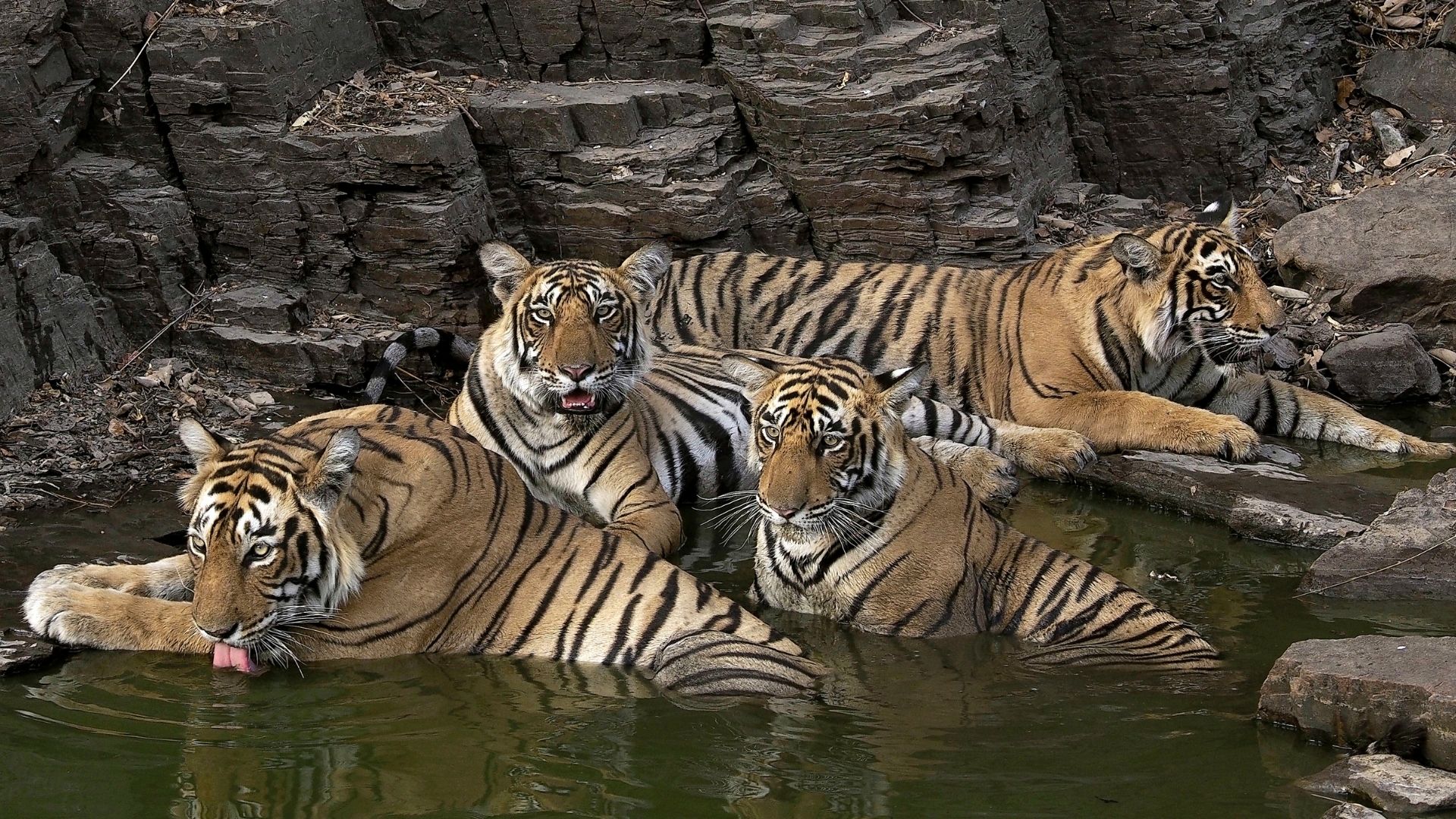 Panteras', los últimos grandes felinos, en la SICS