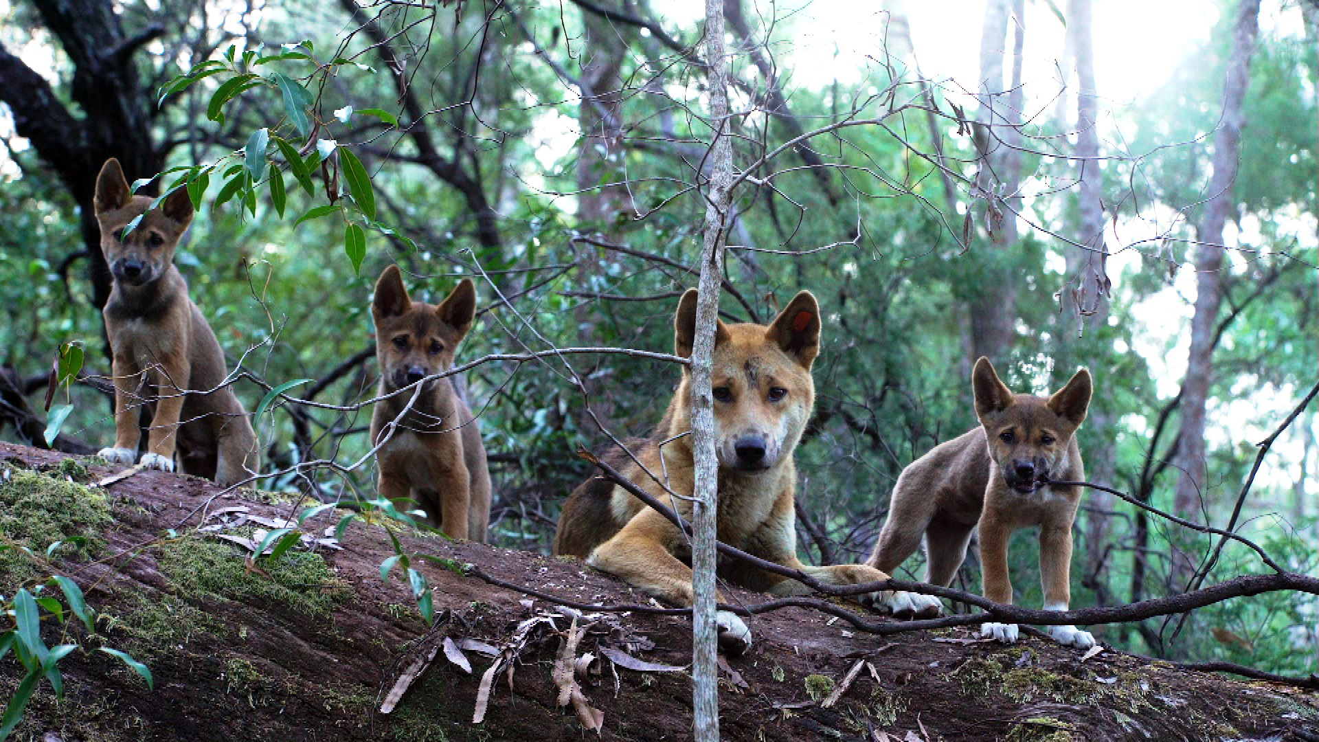 a que familia pertenece el dingo