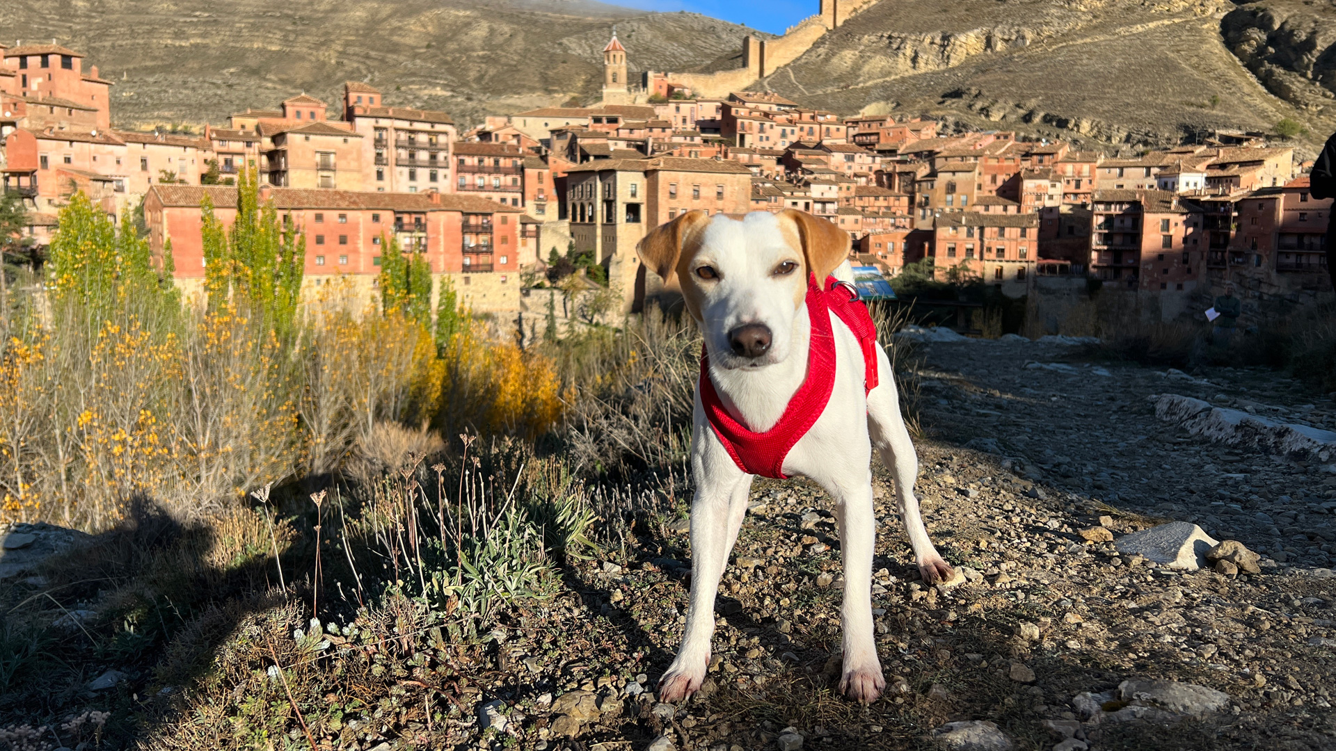 Piscinas y 'aquaparks' caninos en España — PIPPER ON TOUR