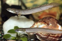 Del agua a la tierra: un pez 'andador' revela cómo fue la evolución hacia los primeros tetrápodos
