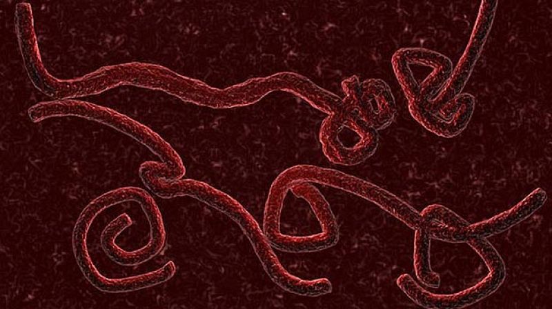 El fármaco contra el ébola ZMapp demuestra el 100% de efectividad en primates