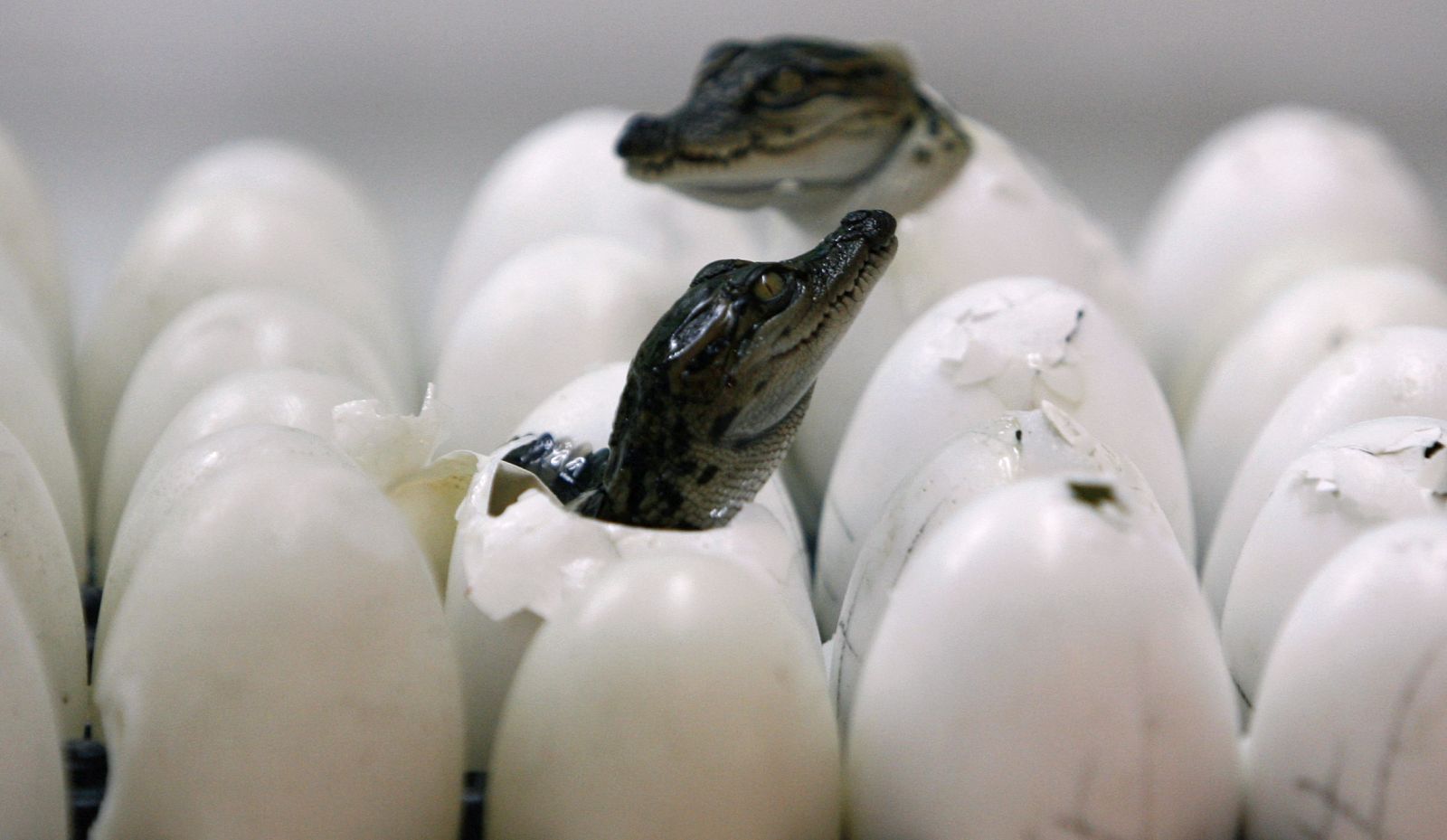 Los cocodrilos salen del cascarón a la vez