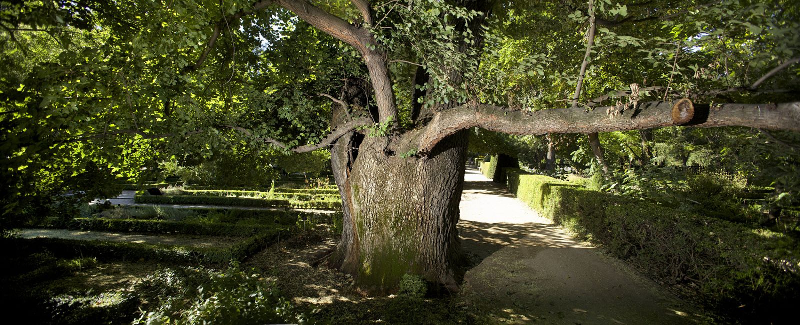 Imagen del olmo Pantalones tomada el 21 de julio de 2014 en el Real Jardín Botánico.