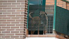 Sacrifican a Excalibur, el perro de la auxiliar de enfermería contagiada por ébola