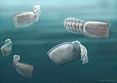 Consiguen catalogar en Australia una nueva especie acuática de extraño aspecto