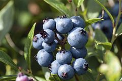 Hallan una molécula que reduce la acumulación de grasa corporal