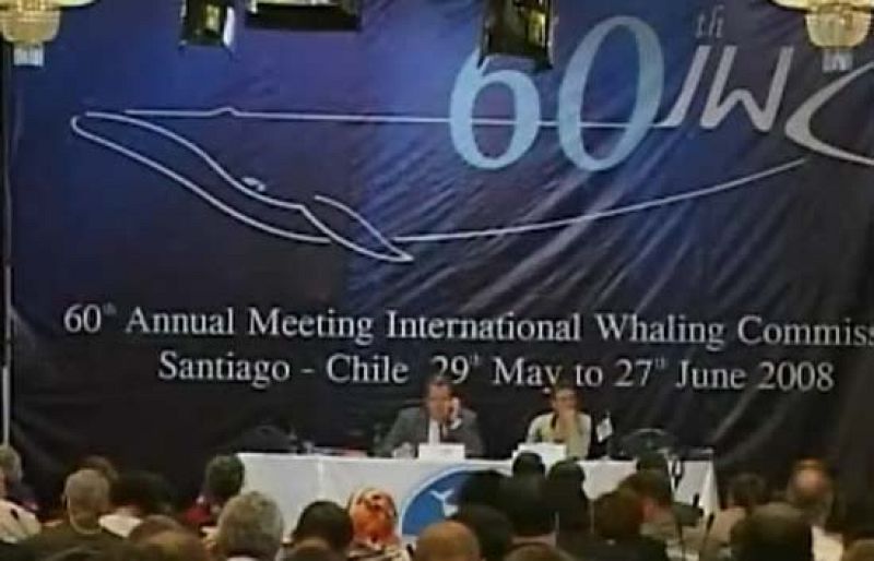 Groenlandia genera polémica con su petición de cazar diez ballenas más con su cuota aborigen