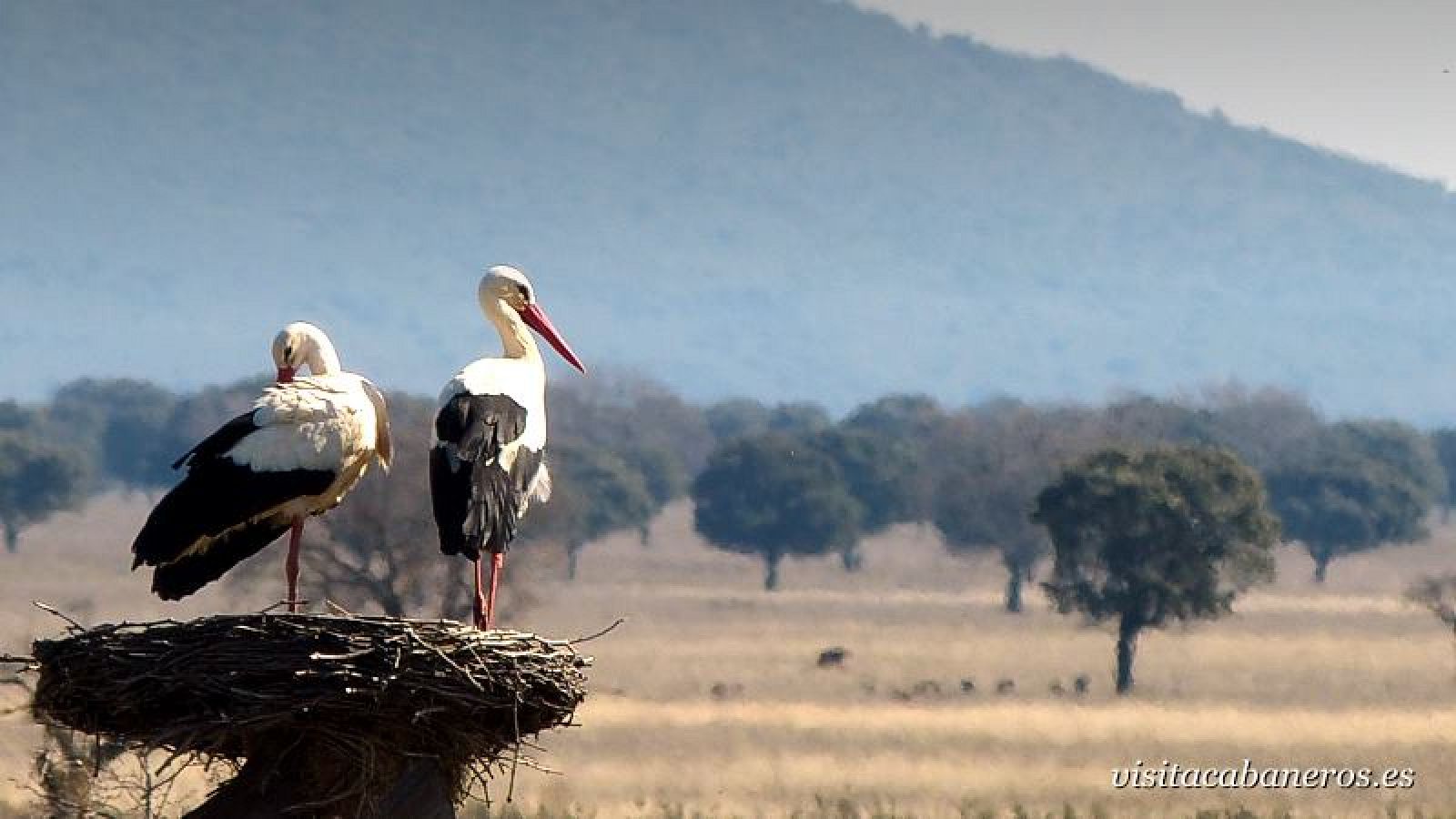 Parque Nacional de Cabañeros, donde se llevan a cabo actividades de caza.