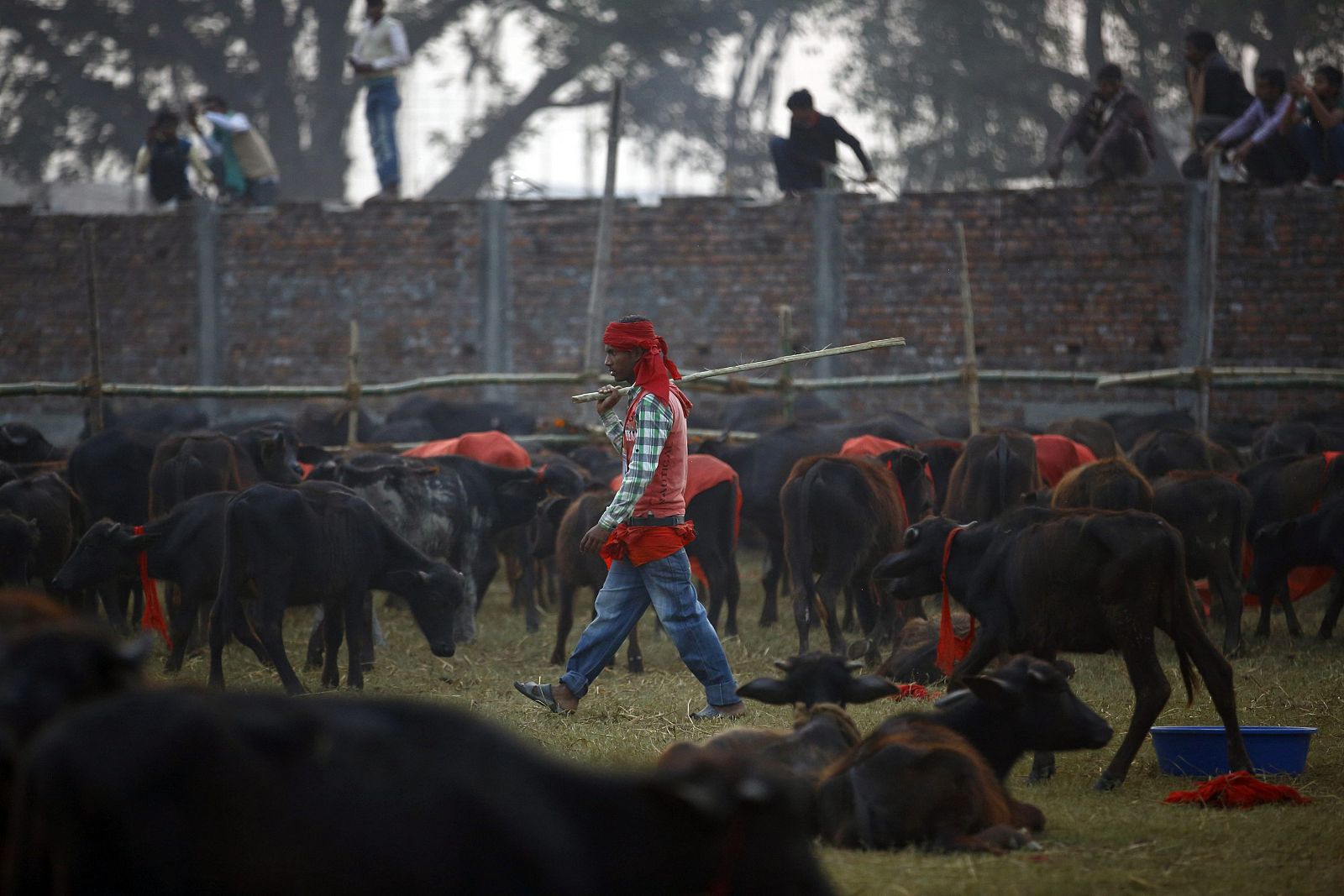 A herder works inside an enclosure for buffalos awaiting sacrifice on the eve of the sacrificial ceremony for the "Gadhimai Mela" festival in Bariyapur